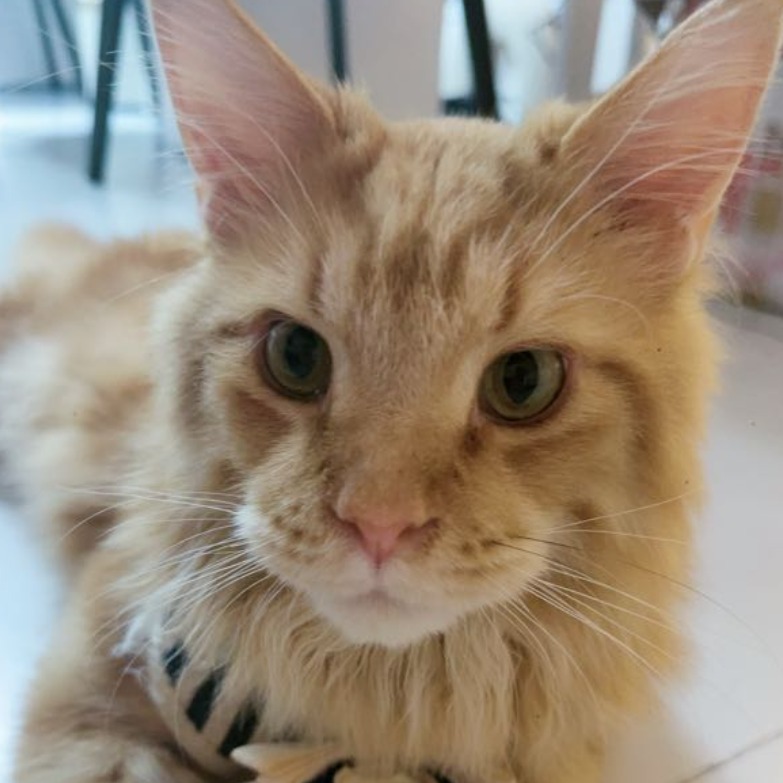 BOBO YU